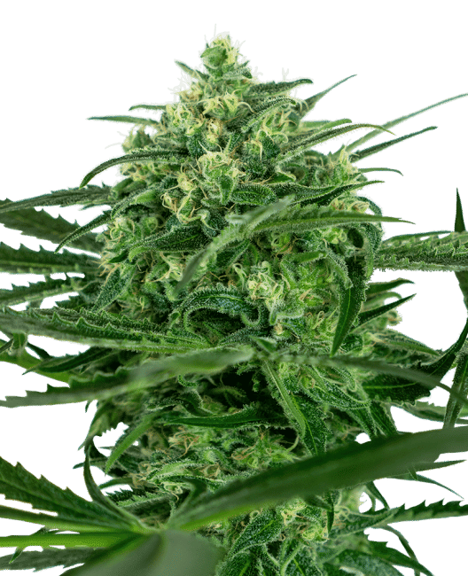Sensi Amnesia Feminised Seeds-SEN-SENAMN-FEM