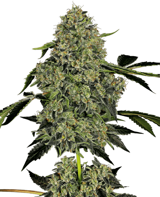 OG Kush Auto Feminised Seeds-WHITE-OGK-AUTO-FEM