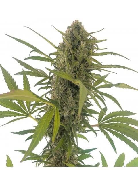 Gorilla Snow Ultra CBD Feminised Seeds-EL-GSULTRA-CBD-FEM
