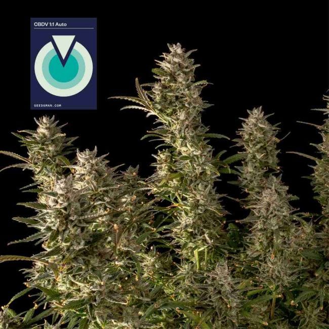 CBDV 1:1 Auto феминизирани семена-SMAN-CBDV-AUTO-FEM