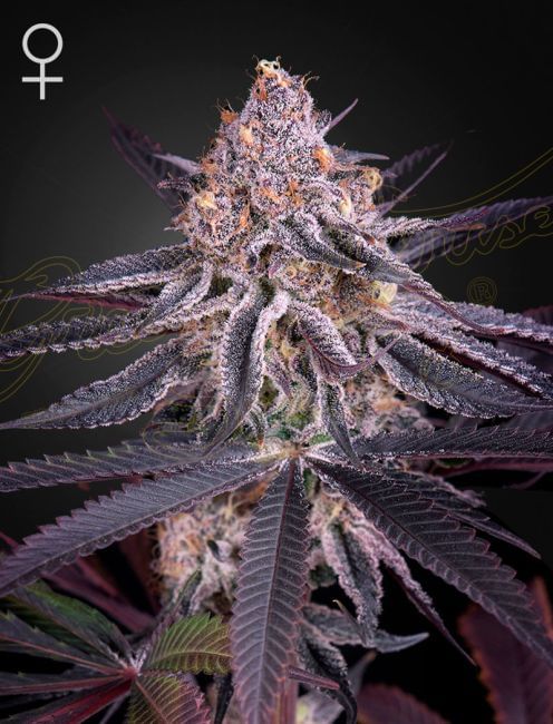 King's Juice Feminised Seeds-GHKINGSJU