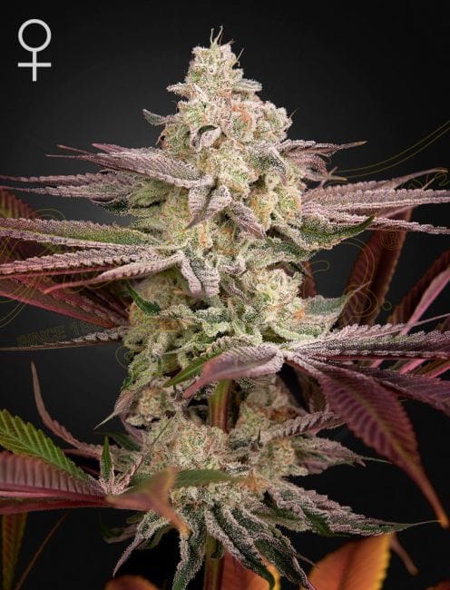 Chemical Bride Feminised Seeds-GHCHEMBR