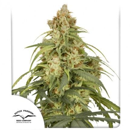 CBD-Victory Auto Feminised Seeds-DP-VIC-CBD-AUTO-FEM