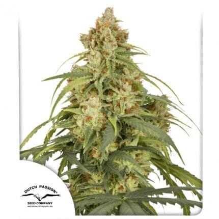 CBD-Victory Auto Feminiserad Frön-DP-VIC-CBD-AUTO-FEM