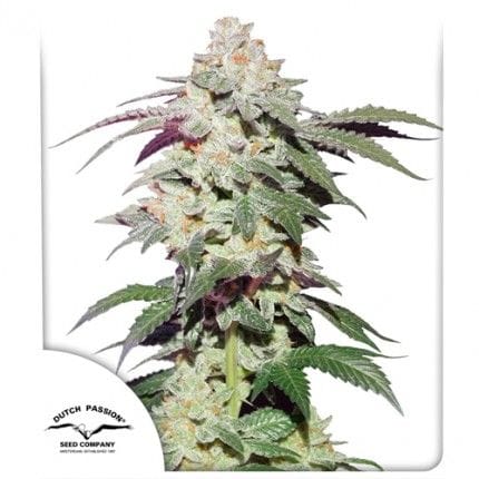 Skywalker Haze Feminizované Semena-DP-SKYHAZ-FEM