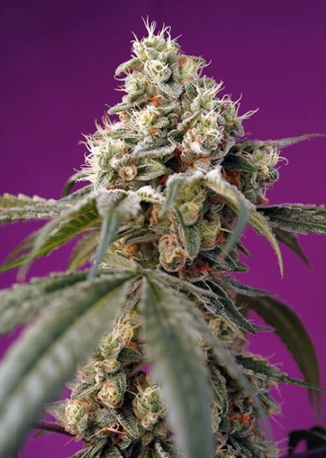 Bruce Banner Auto Feminised Seeds-SS-BRBAN-AUTO-FEM