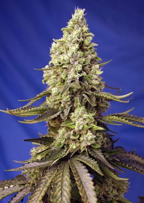 Runtz XL Auto Feminised Seeds-SS-RUNTZXL-AUTO-FEM