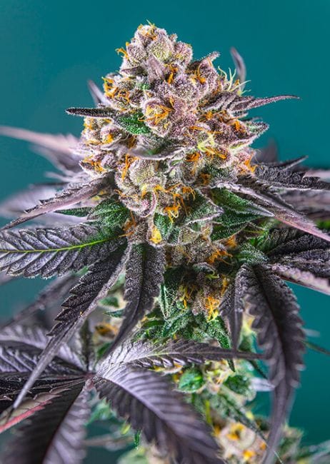 Red Strawberry Banana Auto Feminised Seeds-SS-REDSTRBAN-AUTO-FEM