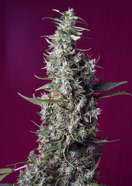 Sweet Cherry Pie Feminised Seeds-SS-SWCHPIE-FEM