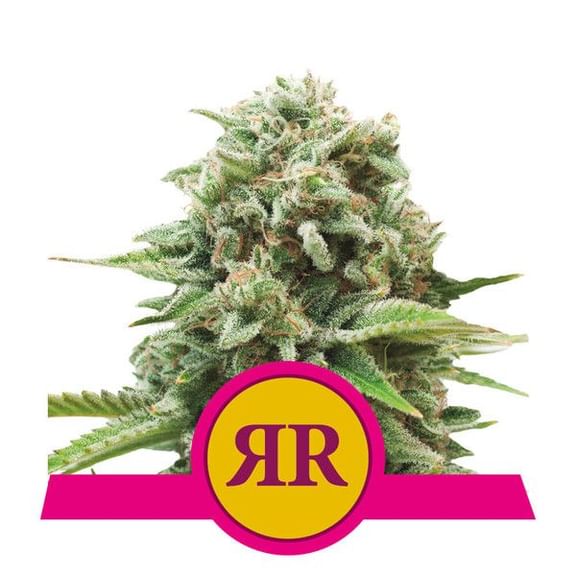 Royal Runtz Feminised Seeds-RQS-RR-FEM