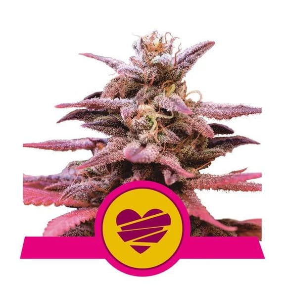 Wedding Crasher Feminised Seeds-RQS-WEDCR-FEM
