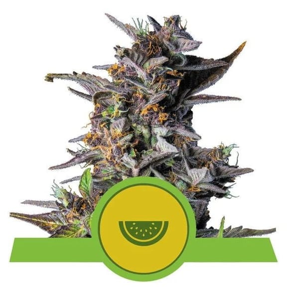 Watermelon Auto Feminised Seeds-RQS-WMEL-AUTO-FEM