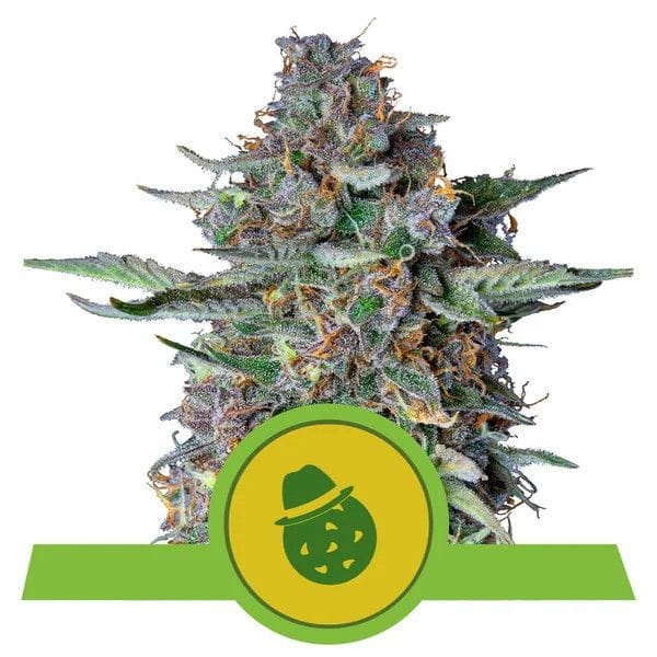 Do-Si-Dos Auto Feminised Seeds-RQS-DSD-AUTO-FEM