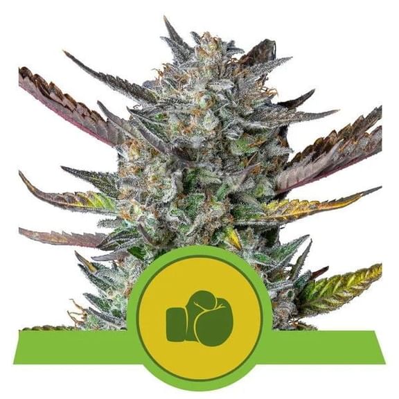 Purple Punch Auto Feminised Seeds-RQS-PPUN-AUTO-FEM