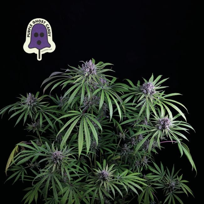 Purple Ghost Candy Feminized Seeds-SMAN-PGCANDY-FEM