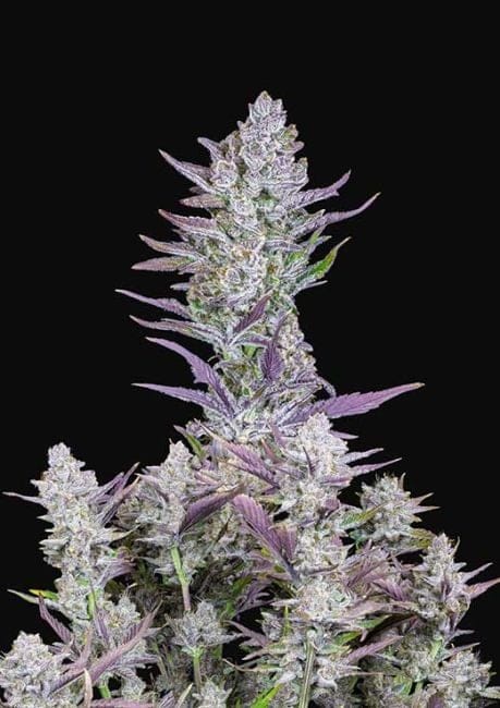 Wedding Glue Auto Feminised Seeds-FB-WEDGLU-AUTO-FEM
