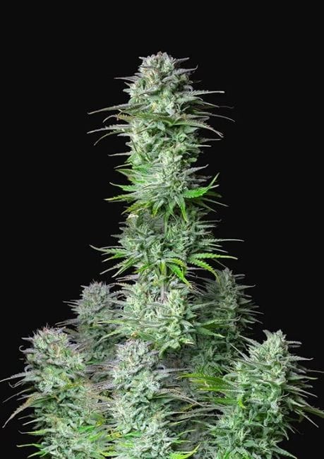 Kosher Cake Auto Feminised Seeds-FB-KOSHCAKE-AUTO-FEM