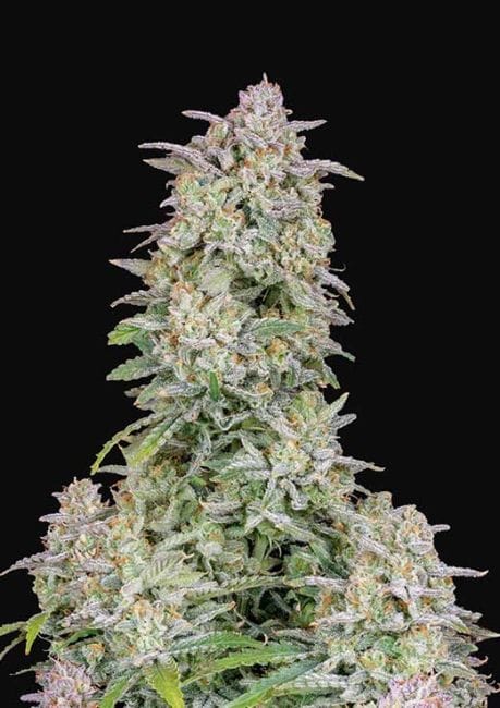 Forbidden Runtz Auto Feminised Seeds-FB-FORBRUNTZ-AUTO-FEM