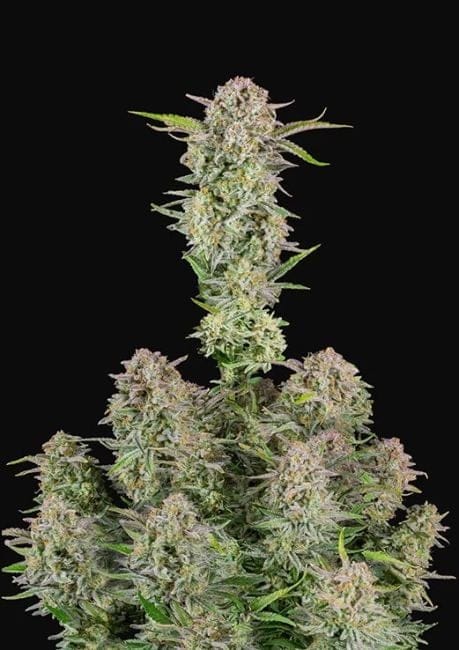 Bruce Banner Auto Feminised Seeds-FB-BRUBAN-AUTO-FEM