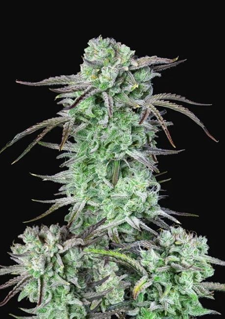 Strawberry Banana Auto Feminised Seeds-FB-STRBAN-AUTO-FEM