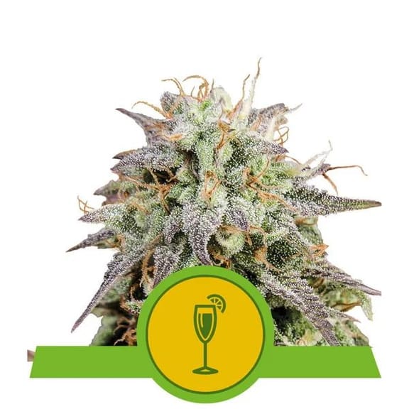 Mimosa Auto Feminised Seeds-RQS-MIM-AUTO-FEM