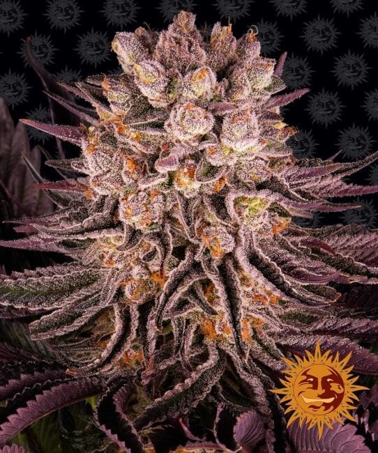 Mimosa x Orange Punch Feminised Seeds-BFS-MIMORPUN-FEM