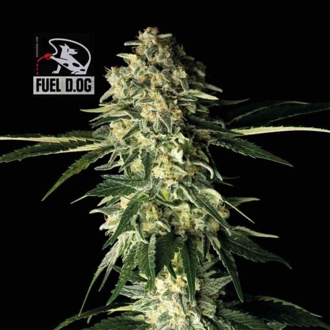 Fuel D.OG Feminized Seeds-SMAN-FUELDOG-FEM