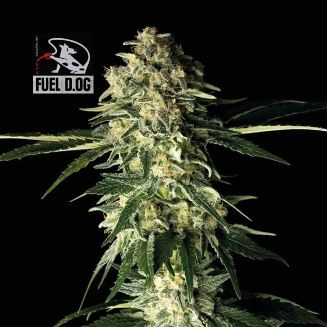 Fuel D.OG Feminized Seeds-SMAN-FUELDOG-FEM