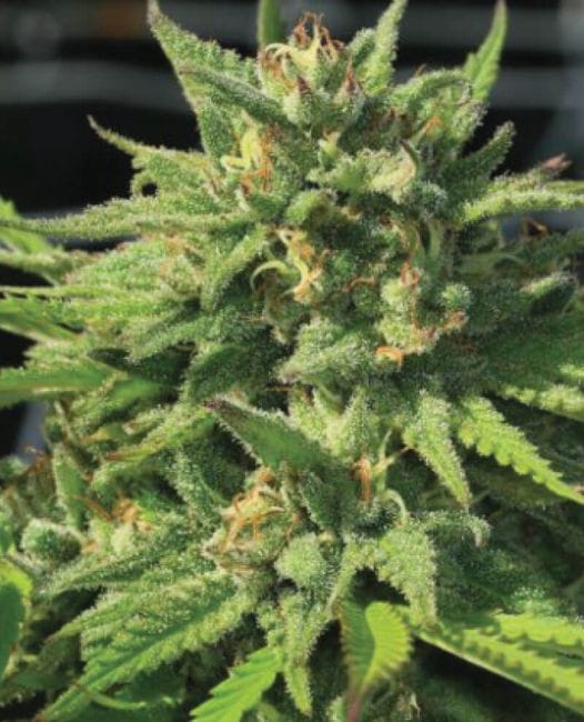 Bigfoot Glue Feminised Seeds-HUMB-BFG-F