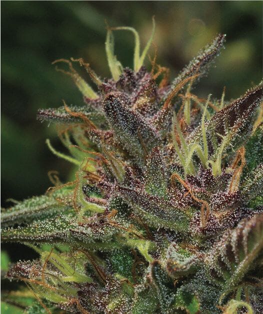 Blueberry Muffin Feminiserad Frön-HUMB-BBM-F