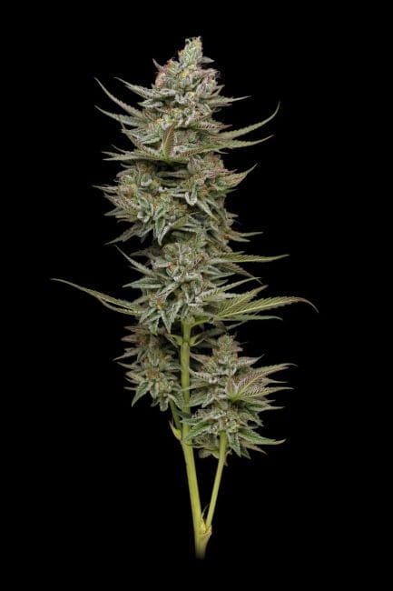 Family Jewels Feminised Seeds-HUMB-FAMJ-F