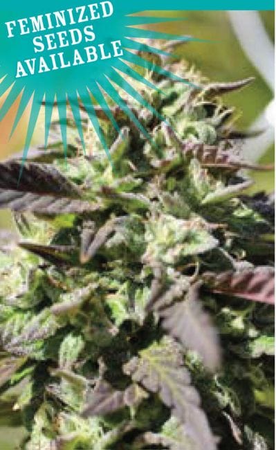 The Bling Feminised Seeds-HUMB-BLING-FEM