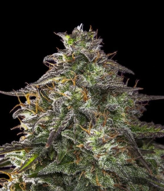 Blueberry Cheesecake Auto Feminised Seeds-FMLABCK