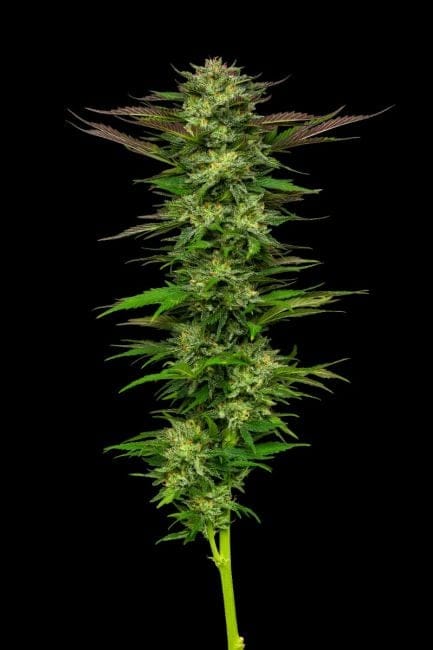 Apricot Papaya Feminisiert Samen-HUMB-APA-F