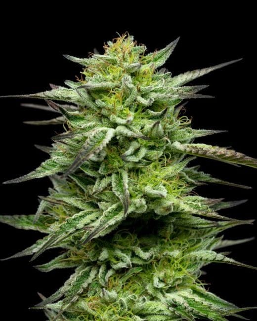 Mountaintop Mint Feminizada Sementes-HUMB-MTM-F