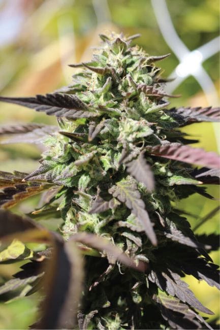 Chunkadelic Auto Feminised Seeds-HUMB-CHA-F