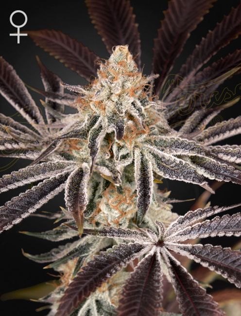 Dark Phoenix Feminised Seeds-GHDARKPHOENIX