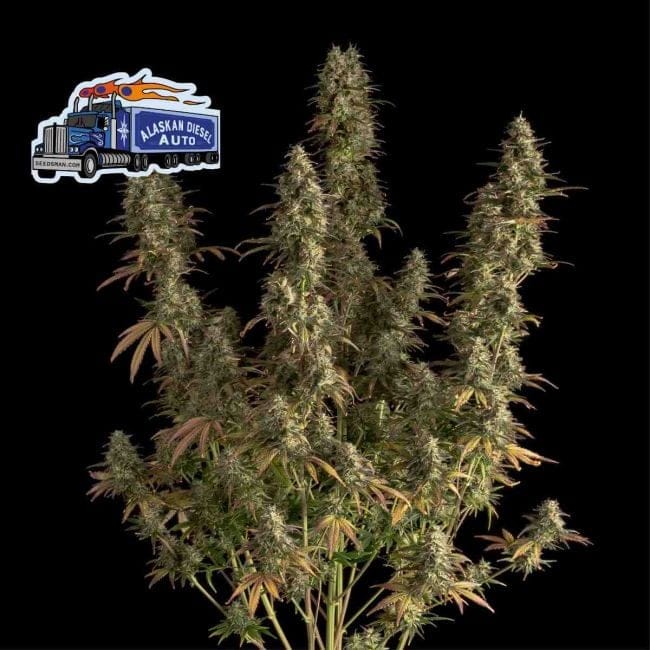 Alaskan Diesel Auto Feminised Seeds-SMAN-ALDSL-AUTO-FEM