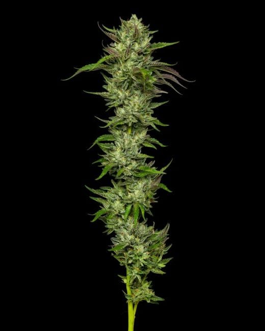Collie Man Kush Femminizzati Semi-HUMB-CMK-F