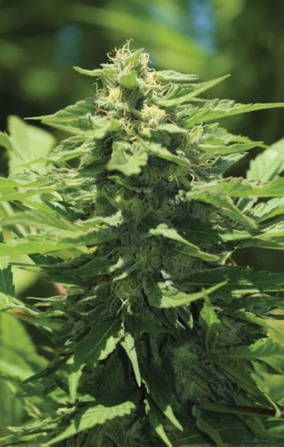 Trainwreck Auto Feminized Seeds-HUMB-TWA-F