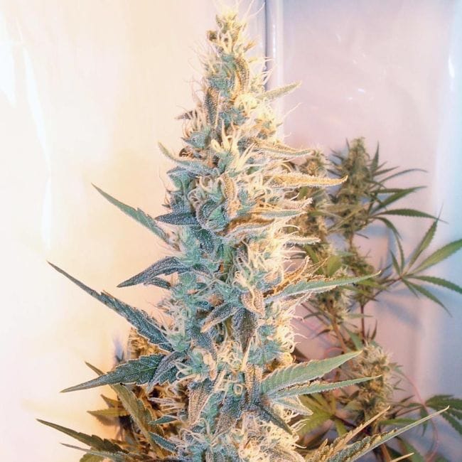 Outdoor Grapefruit Feminised Seeds-female-outdoorgrapefruit
