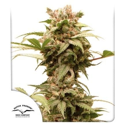 CBG-Force Auto феминизирани семена-cbg-force-auto-fem
