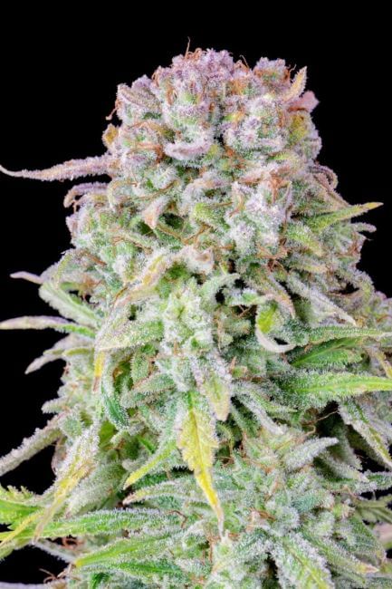 Original Afghan Kush Auto Feminised Seeds-FB-AFKU-AUTO-FEM