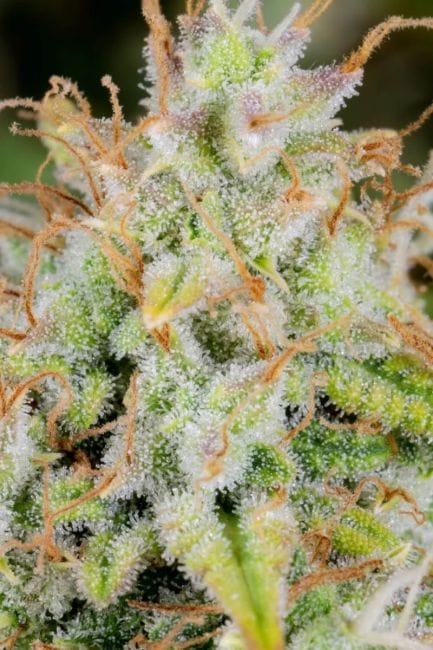 Original Cinderella Auto Feminised Seeds-FB-CIND-AUTO-FEM