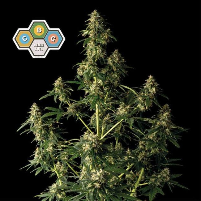 CBG Relief Auto Feminized Seeds-SMAN-CBGR-AUTO-FEM