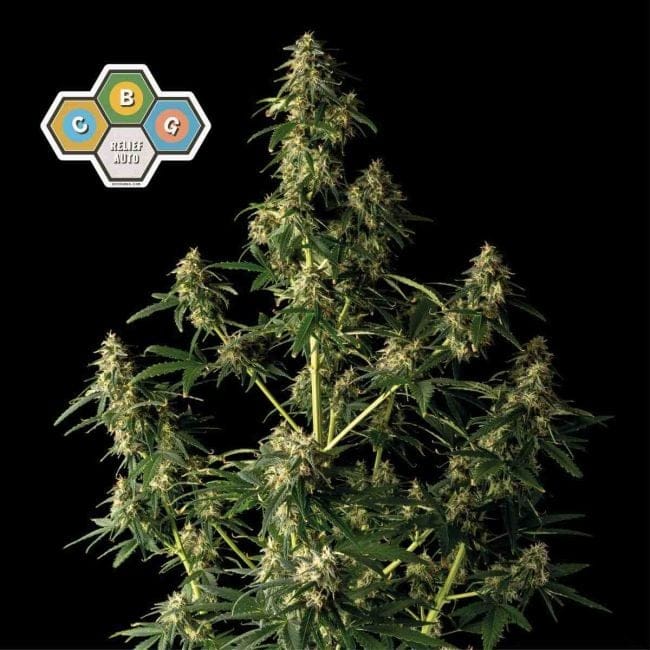 CBG Relief Auto Feminized Seeds-SMAN-CBGR-AUTO-FEM
