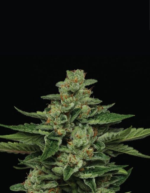Fortune Cookie Femminizzati Semi-HUMB-FC-F