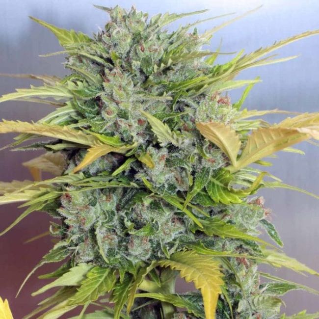 AK-47 Auto Feminised Seeds-serious-ak47-auto-feminised-seeds