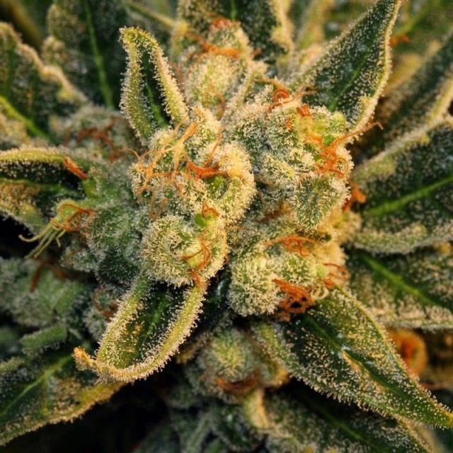 Bubble Gum Feminised Seeds-serious-bubble-gum-feminised-seeds