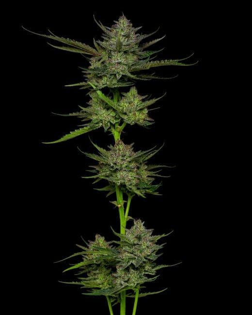Sour Apple Auto Feminised Seeds-HUMB-SAA-F